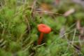 Paddenstoelen bij  Het Goor